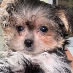 仔犬販売残り1匹🐶 - 国頭郡