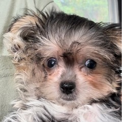 仔犬販売残り1匹🐶 - ペット