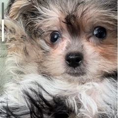 仔犬販売残り1匹🐶 - 地元のお店