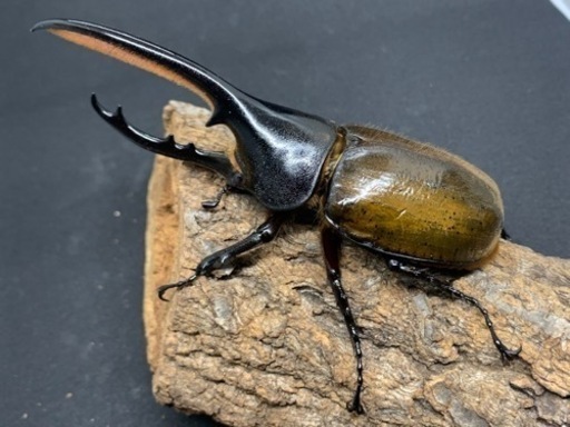 ヘラクレスエクアトリアヌス　♂♀♀トリオ