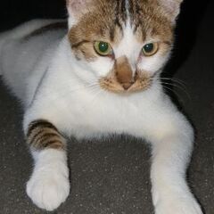 【里親決定】大きな野良猫♂【去勢ワクチン接種済】 - 里親募集