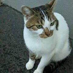 【里親決定】大きな野良猫♂【去勢ワクチン接種済】 − 福島県