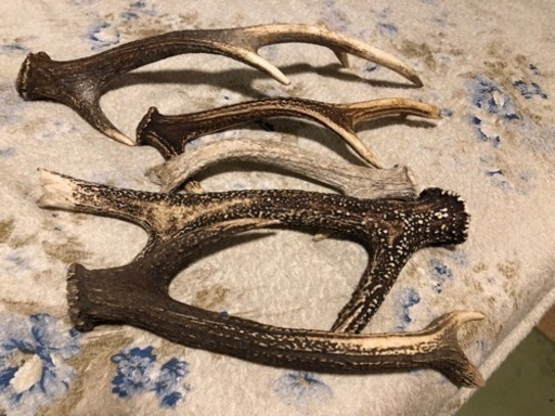 何年も掛かりました　鹿の落ち角　切り角　セット