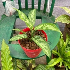 Aglaonema  Maria アグラオネマ・マリア  迷彩 ...