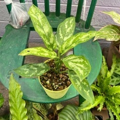 Aglaonema  Maria アグラオネマ・マリア  迷彩 ...