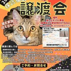 【10月21日(土)】猫の譲渡会 in 多摩市