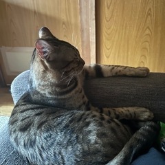 ベンガル君里親探してます