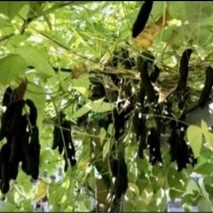 岡山県令和6年製ムクナ豆焙煎微細パウダー100gの画像