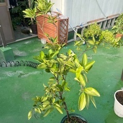 みかんの苗木
