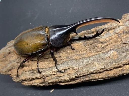 購入者様決定　エクアトリアヌス他