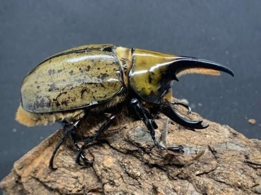 購入者様決定　エクアトリアヌス他