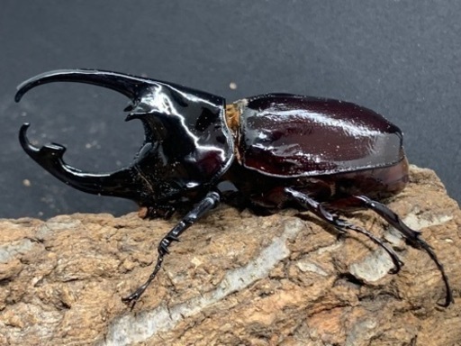 購入者様決定　エクアトリアヌス他