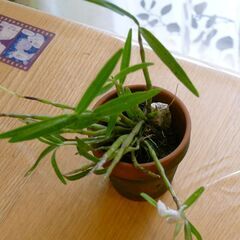 着生ラン石斛（セッコク）の鉢植えです。