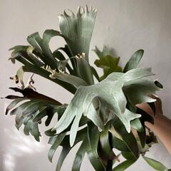 観葉植物ビカクシダ　プミラ　子株 