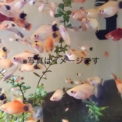 熱帯魚🐠　ミッキーマウスプラティ5匹