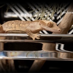 アクリルケージ　爬虫類ケージの画像