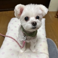 ポメラニアン×マルチーズのmix犬、10歳、オス - 世田谷区