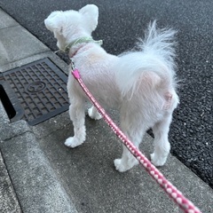 ポメラニアン×マルチーズのmix犬、10歳、オス - 里親募集