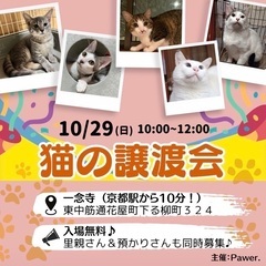 10/29(日)  猫の譲渡会🐈