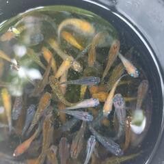 (商談中)いろいろメダカ40匹+@の画像