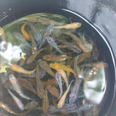 (商談中)いろいろメダカ40匹+@の画像