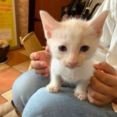 水玉模様がかわいい『ちくわ』ちゃん