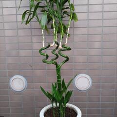 観葉植物 ミリオンバンブー