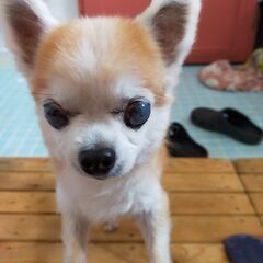 犬　探しています　チワワ　