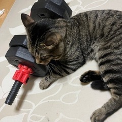 キジ猫オス♂