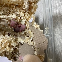 ゴールデンハムスター