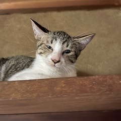 🐈🐾緊急 里親 再募集🐾🐈