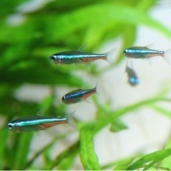 熱帯魚　グリーンネオンテトラ5匹とゴールデンアカヒレ3匹