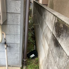 家周りの草むしり