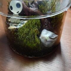 🌿苔アクアリウム🌿①