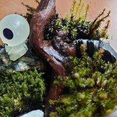 🌿苔アクアリウム🌿①の画像