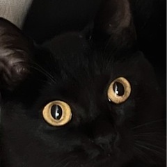 黒猫女の子　避妊済み、ノミマダニ駆除、駆虫済み