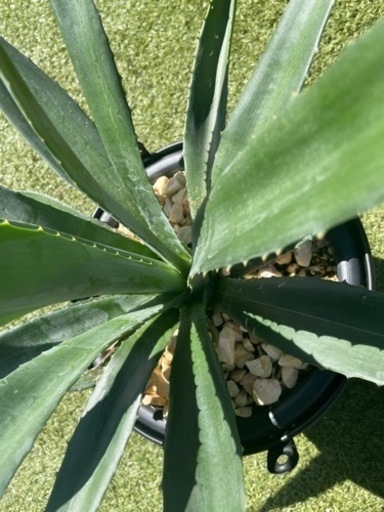 かなり大型　庭にアメリカーナいかがですか？　庭植えにも！