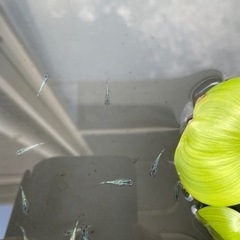 サファイア　メス 1匹　メダカの画像