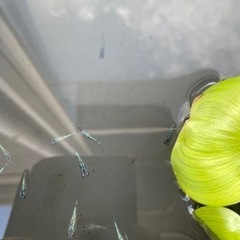 サファイア　メス 1匹　メダカの画像