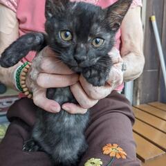 お願いします🙏可愛い仔猫です - 中津市