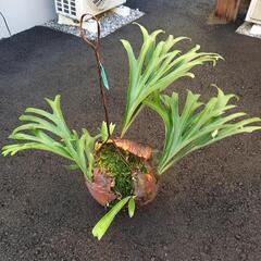 ビカクシダ　アルシコルネマダガスカルパッセイ　1鉢　　大きめですの画像