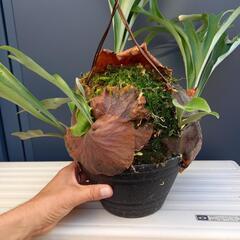 ビカクシダ　アルシコルネマダガスカルパッセイ　1鉢　　大きめですの画像