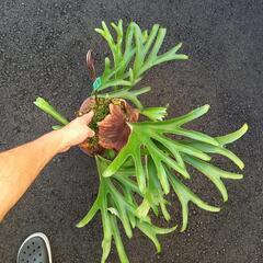 ビカクシダ　アルシコルネマダガスカルパッセイ　1鉢　　大きめですの画像