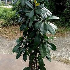 観葉植物が激安です‼️の画像