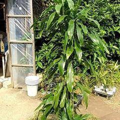 観葉植物が激安です‼️