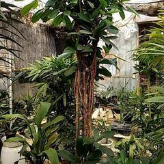 観葉植物が激安です‼️の画像