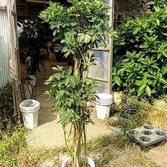 観葉植物が激安です‼️の画像