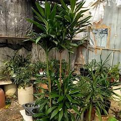 観葉植物が激安です‼️の画像
