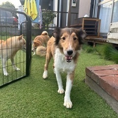 【飼い主様決まりました】シェルティーの女の子☺️約6歳 - 犬