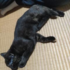 保護猫が６月に生んだ女の子です。大切に育てていただける里親募集し...